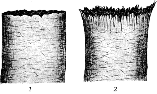 Конец волоса, остриженного острыми ножницами (7) и перерезанного тупыми ножницами (2).