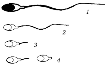 Сравнительная морфологическая характеристика сперматозоидов.