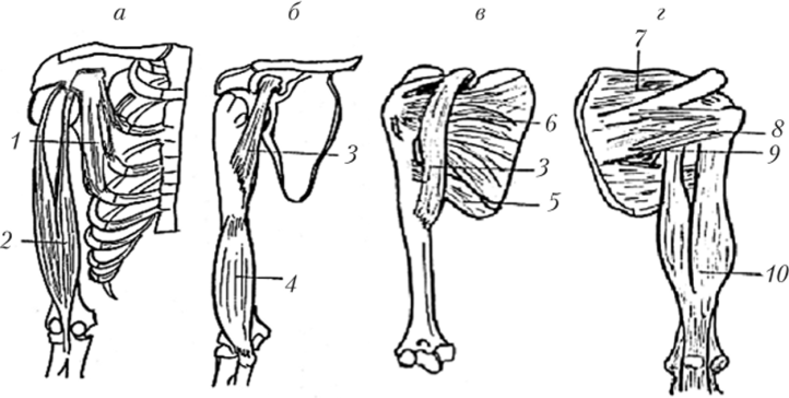 Мышцы плечевого пояса и плеча, правого.