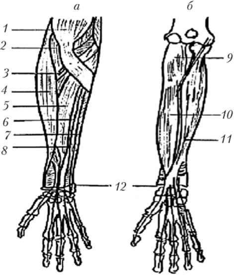 Мышцы предплечья, правого (вид спереди).