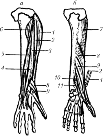 Мышцы предплечья, правого (вид сзади).