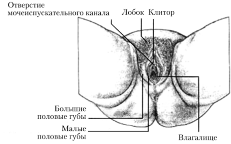 Наружные женские половые органы.