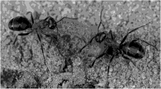 Лесные муравьи (Myrmica) — хищники насекомых-вредителей леса.