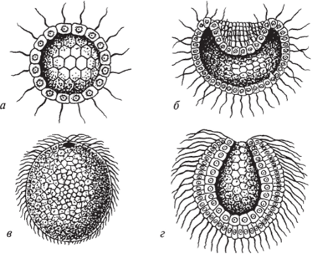 Ранние стадии онтогенеза кораллового полипа Monoxenia (по Э. Геккелю).