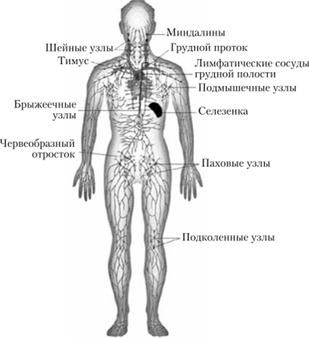 Лимфатические сосуды и узлы тела человека.