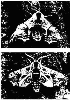 Бабочка глазчатого бражника в состоянии покоя и в условиях демонстрации ею своих глазчатых пятен (55:176).