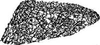 Артерии основы кожи стенки (показана развитая сеть анастомозов) (по Г. С. Кузнецову).