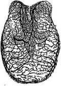 Артерии основы кожи подошвы (показана развитая сеть анастомозов).