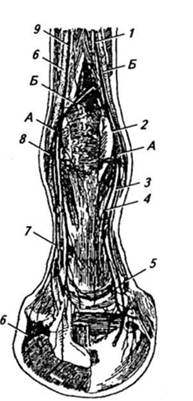 Нервы медиальной поверхности пальца левой грудной конечности (по В. И. Трошину).