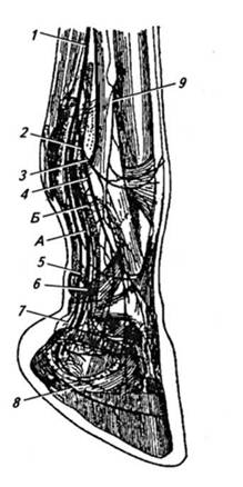 Нервы пальмарной поверхности пальца левой грудной конечности (по В. И. Трошину).