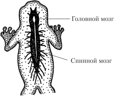 Трубчатая нервная система лягушки.