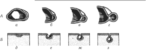 Перемещение клеточных пластов. А — путем выпячивания на примере образования глазного пузырька; Б — путем впячивания на примере образования слухового пузырька.