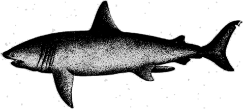 Гигантская акула (Cetorhinus maximus Gunnerus).