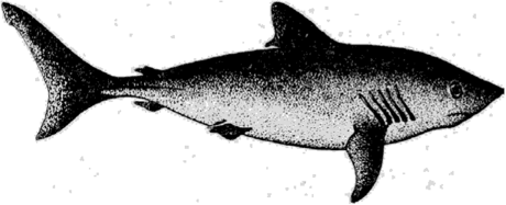 Сельдевая, или лососевая, акула (Lamna cortiubica Gmelin).