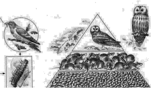 Экологическая пирамида (пирамида численности) в учебнике «Мир вокруг нас» (А. А. Плешаков).
