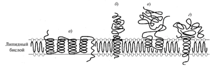 Различные типы организации мембранных белков.