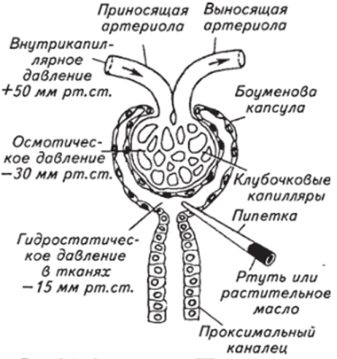 Схема тельца Шумлянского.