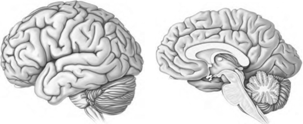 I. Сагиттальный срез головного мозга человека.