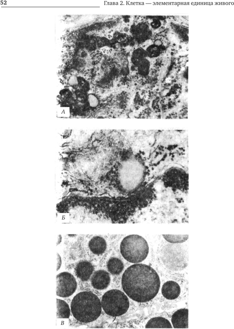 Цитоплазматические включения эукариотической клетки.