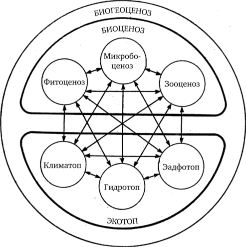 Структура биогеоценоза и схема взаимодействия его компонентов [51].