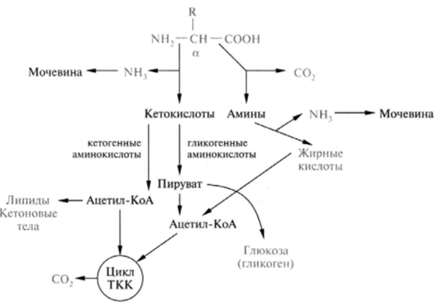 Общая схема катаболизма аминокислот.