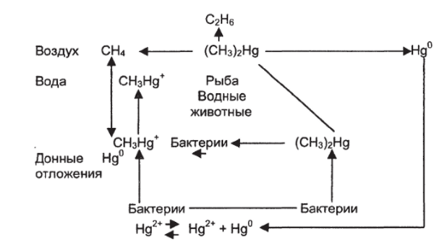 Схема трансформации ртути в биосфере.