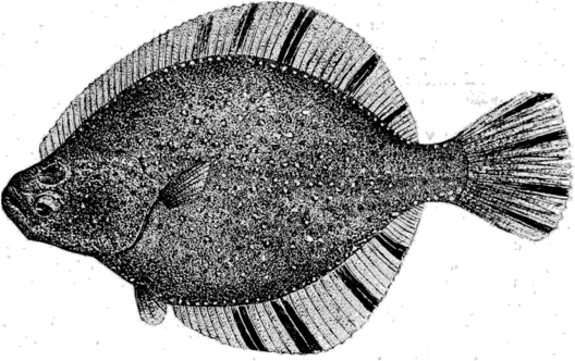 Звездчатая камбала (Platichthys stellatus).