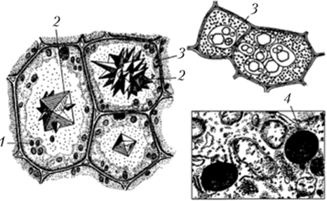 Примеры включений в цитоплазме растительных клеток.