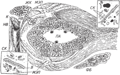 Схема межклеточных взаимоотношений в альвеолах молочной железы.