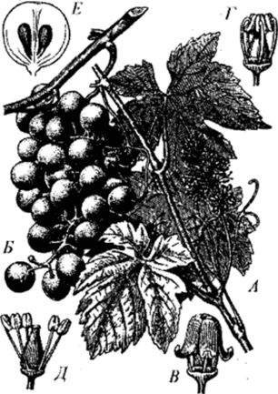 Виноград (Vitis vinifera).