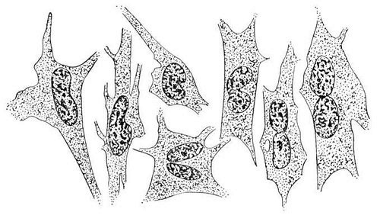 Амитотическое деление ядер соединительнотканных клеток кролика в культуре ткани.