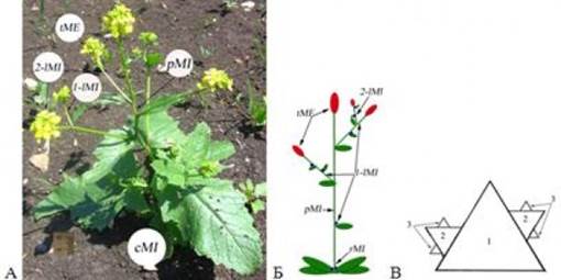 Модульный анализ расположения цветков на растении Sinapis arvensis.