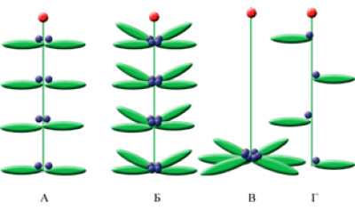 Схемы расположения на побегах зачатков флоральных единиц (ME) и боковых побегов, у растений с различным филотаксисом.