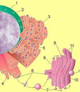Схематическое представление клеточного ядра, эндоплазматического ретикулума и комплекса Гольджи.