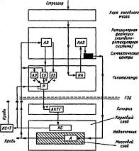 Схема развития стресс-реакции (по ГЛ. Кассилю, 1975).