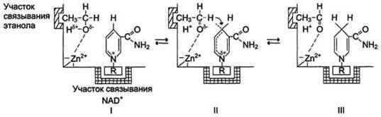 Механизм кислотно-основного катализа на примере алкогольдегидрогеназы печени.