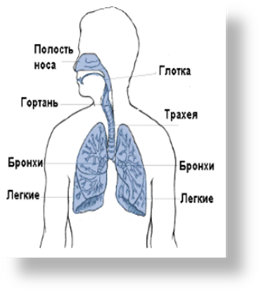 Схема дыхательной системы человека.