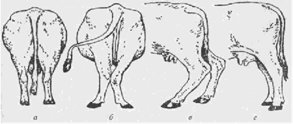 Постановка задних конечностей у крупного рогатого скота: а — правильная; б — иксообразная; в — саблистая; г — прямая, или слоновая.