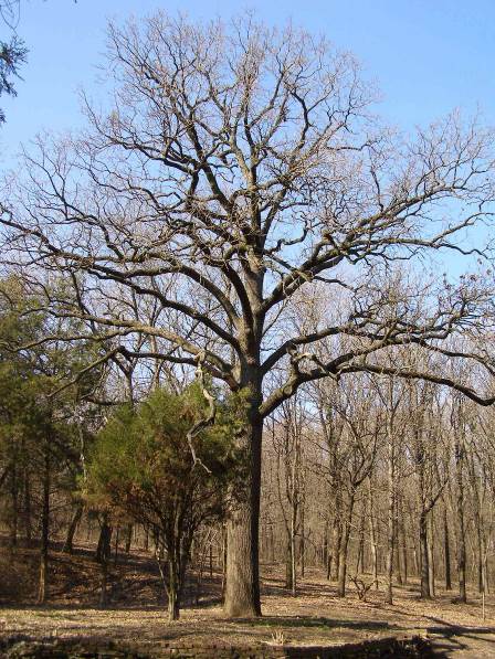 Отобранный образец Quercus robur var. tardiflora.