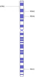 Количество генов - 2500 Количество оснований - более 240 млн., из которых более 95% - определены На сегодня известно много генетических заболеваний, связанных с хромосомой 2. Расположение основных генов, нарушения деятельности которых вызывает заболевания, изображено на рисунке.