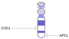Количество генов - более 400. Количество оснований - более 40 млн., из которых более 70% - определены На сегодня известно много генетических заболеваний, связанных с хромосомой 21. Расположение основных генов, нарушения деятельности которых вызывает заболевания, изображено на рисунке.