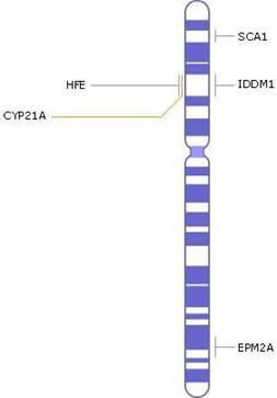 Количество генов - около 1900 Количество оснований - около 170 млн., из которых более 95% - определены На сегодня известно много генетических заболеваний, связанных с хромосомой 6.