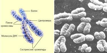 Хромосомы, их роль в наследственности, морфологическая и молекулярная структура.