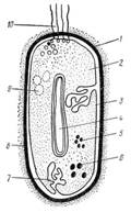 Различия в строении клеток бактерий, дрожжей и плесневых грибов.