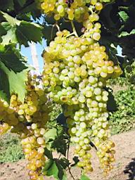 Биологические и агротехнические особенности бессемянных сортов винограда.