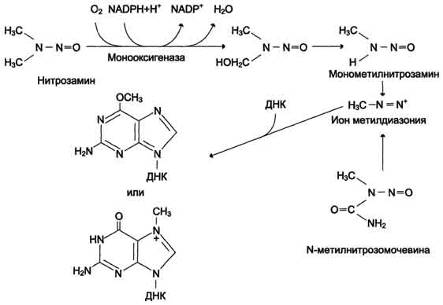 Химический канцерогенез. Биохимические аспекты канцерогенеза. Механизмы химического, вирусного и радиационного канцерогенеза.