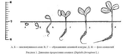 Изучение некоторых вопросов прорастания семян наперстянки ржавой (Digitalisferruginea L.).