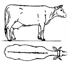 Промеры крупного рогатого скота.