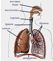 Строение дыхательной системы человека.
