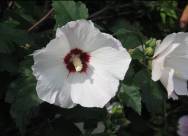 Сорт Dorothy Crane и гибрид Т-7-11 - источники округлой формы цветка.